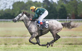 Un cheval équilibré