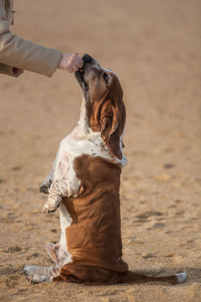 Un chien obèse