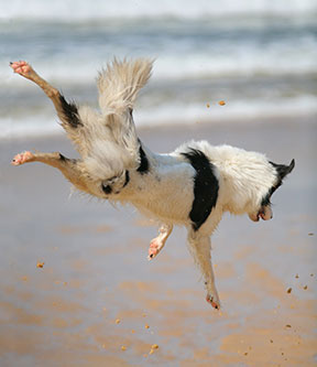 Un chien équilibré