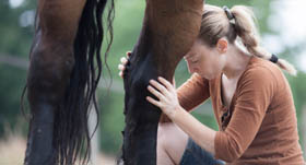 Ostéopathie pour le cheval