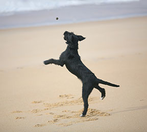 Un chien équilibré