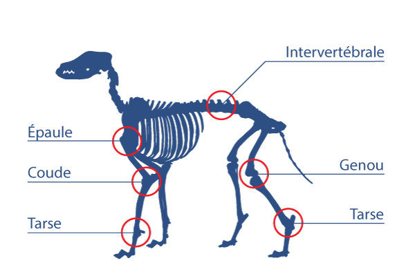 Les articulations touchées