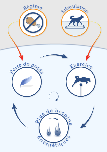 Le cercle vertueux de la perte de poids